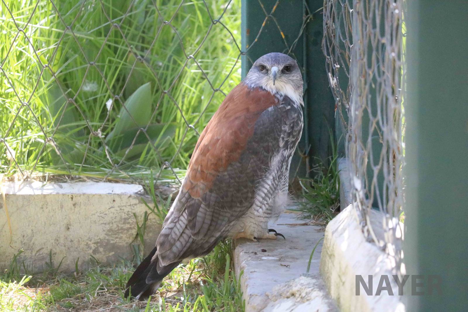 Variable hawk, March 2016