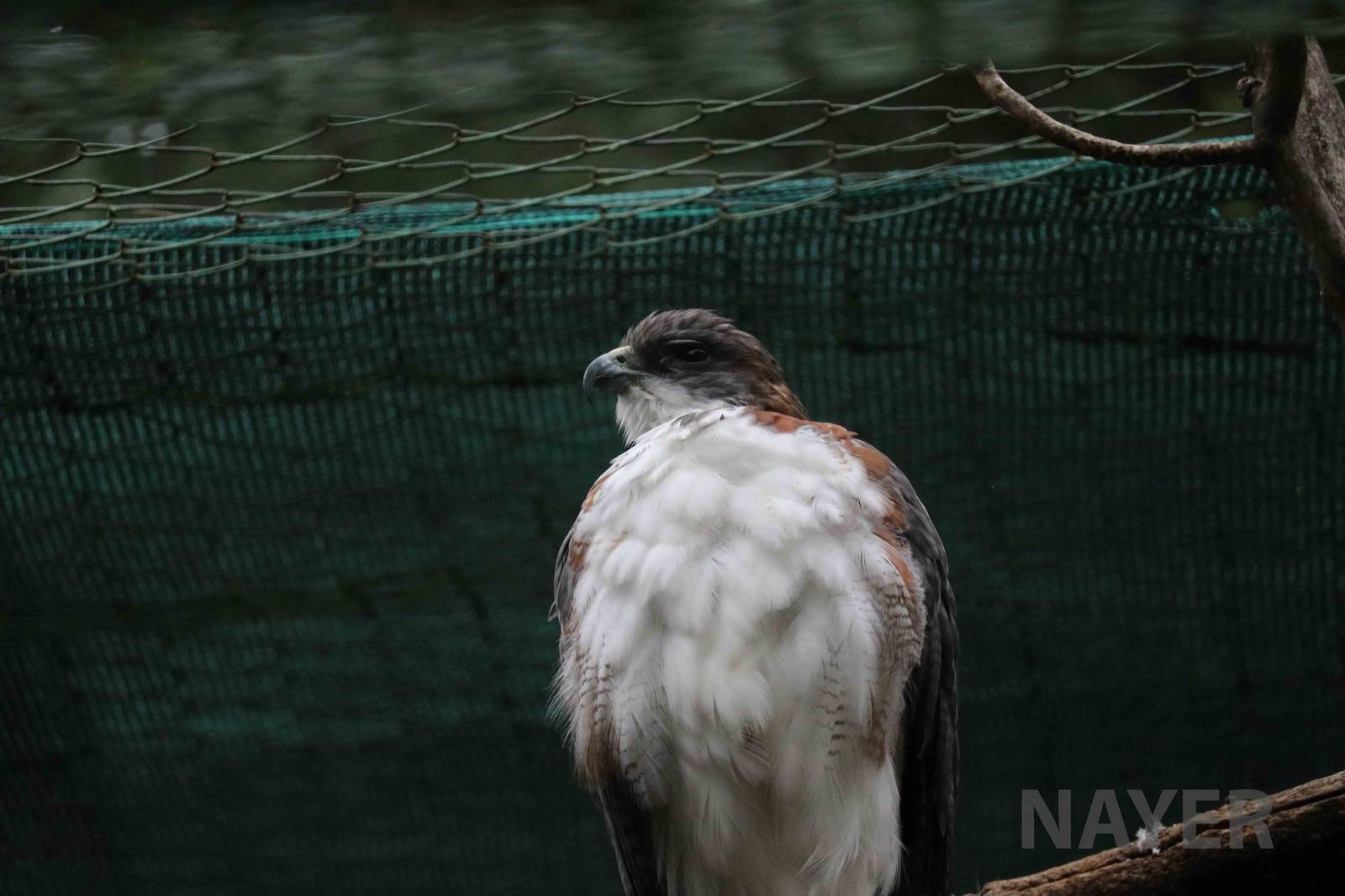 Variable hawk - Mendoza Zoo, April 2016