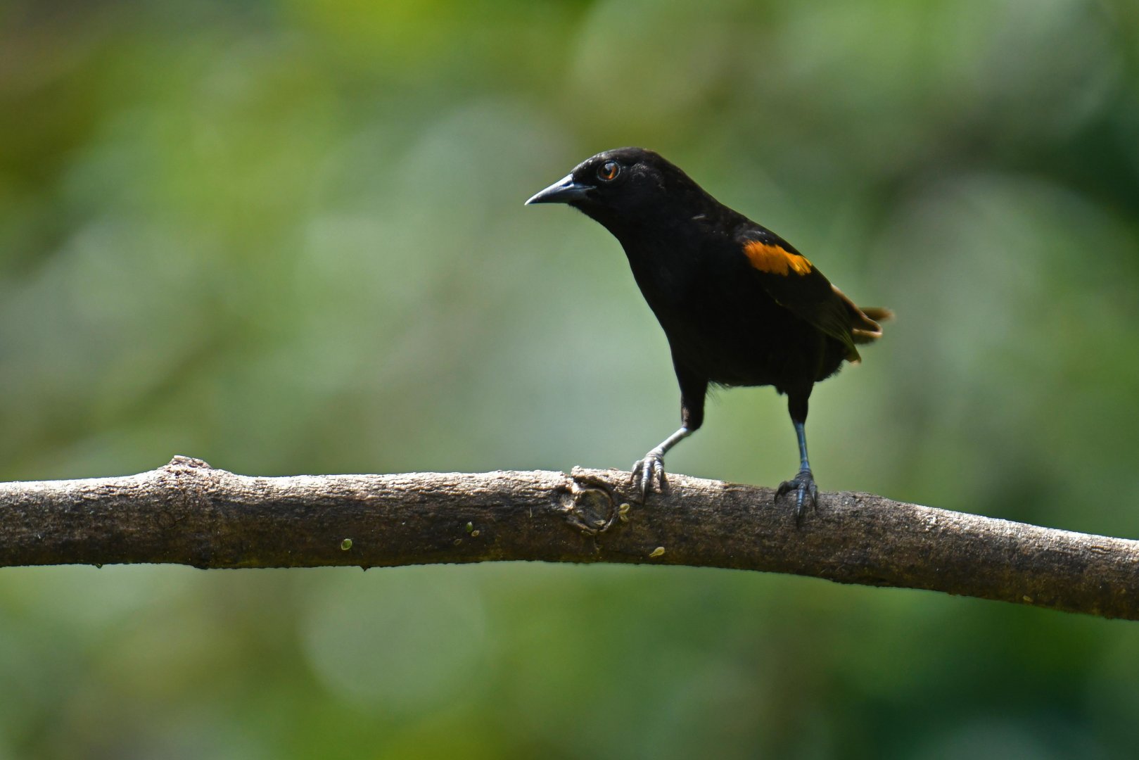 Variable oriole (Icterus pyrrhopterus)