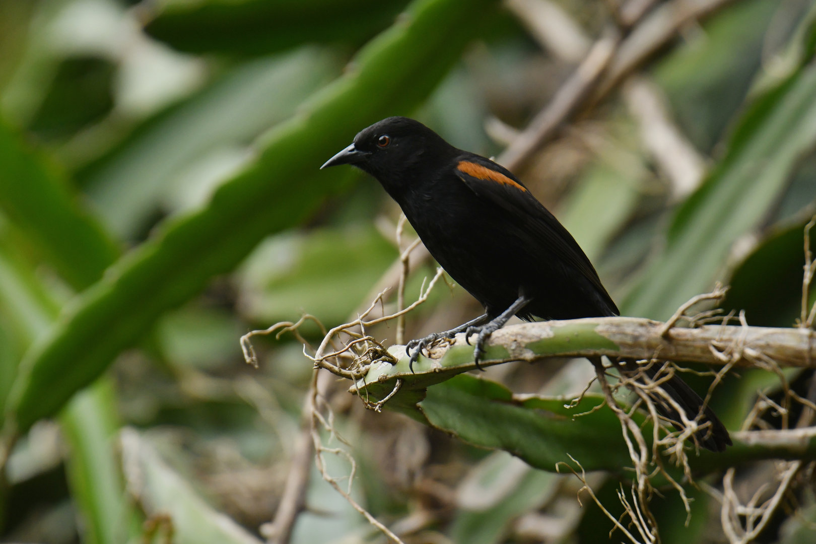 Variable Oriole Icterus pyrrhopterus