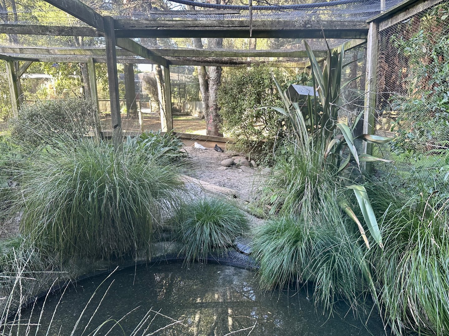 Variable Oystercatcher Exhibit