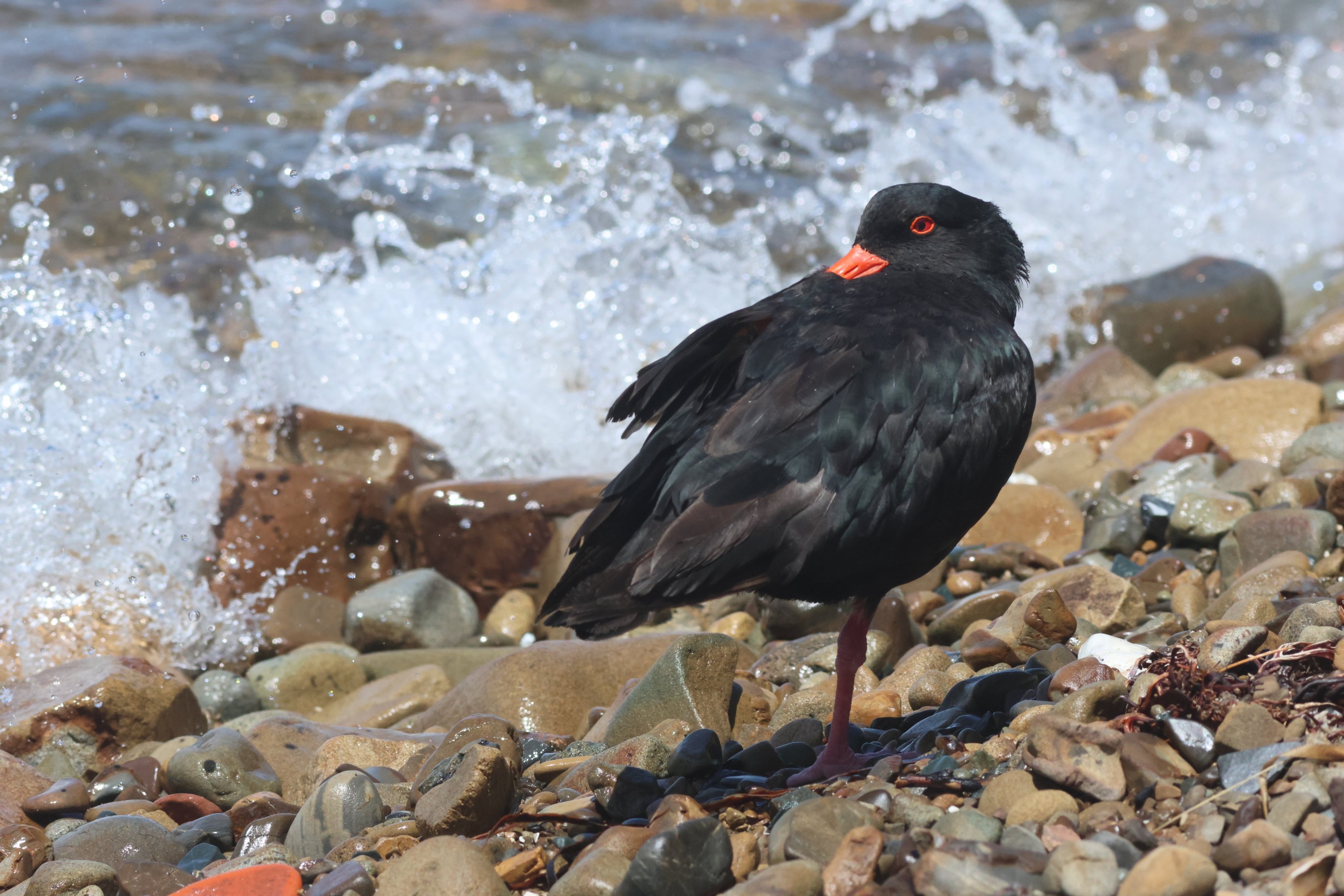 Variable Oystercatcher (Haematopus unicolor), Mātiu/Somes Island