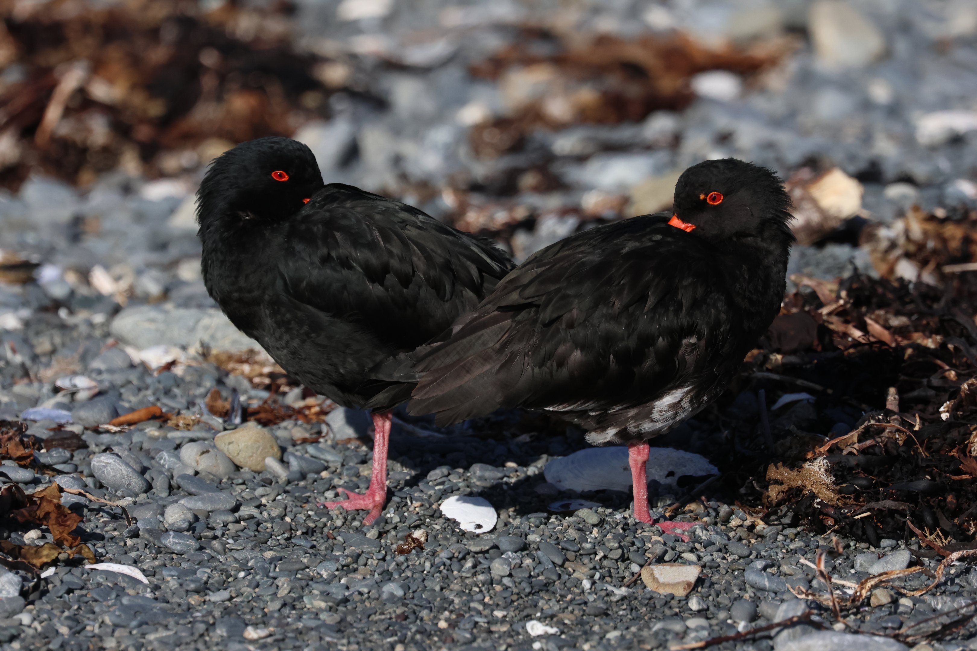 Variable Oystercatcher (Haematopus unicolor) pair, Pencarrow Coast Road (Lower Hutt, Wellington)