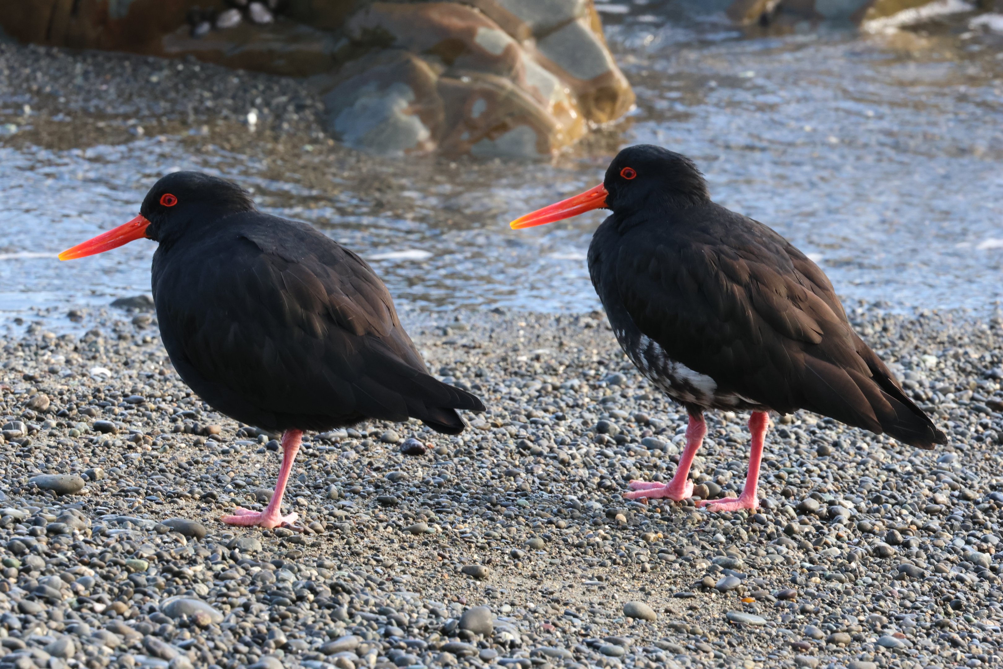 Variable Oystercatcher (Haematopus unicolor) pair, Pencarrow Coast Road (Lower Hutt, Wellington)