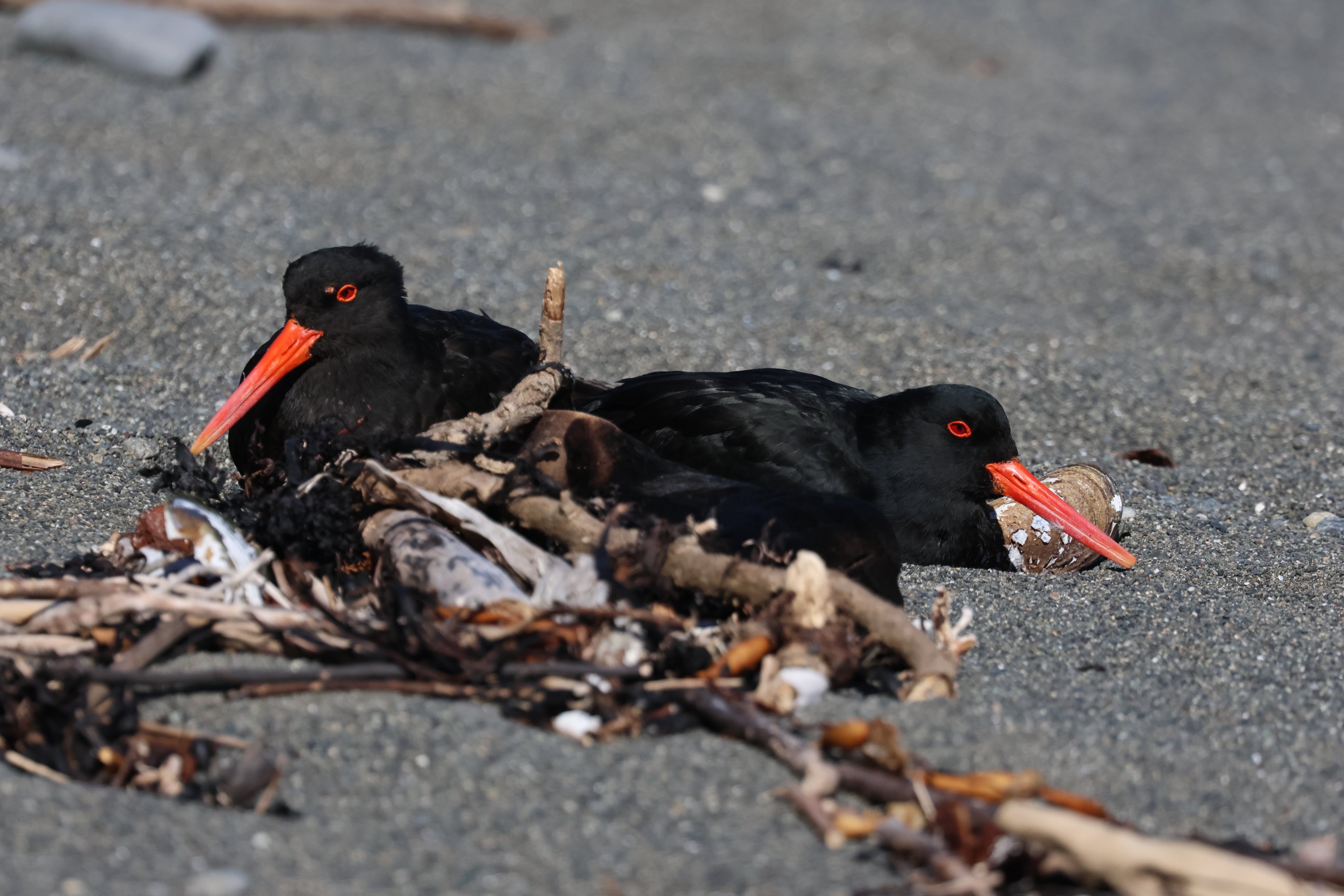 Variable Oystercatcher (Haematopus unicolor) pair, Pencarrow Coast Road (Lower Hutt, Wellington)