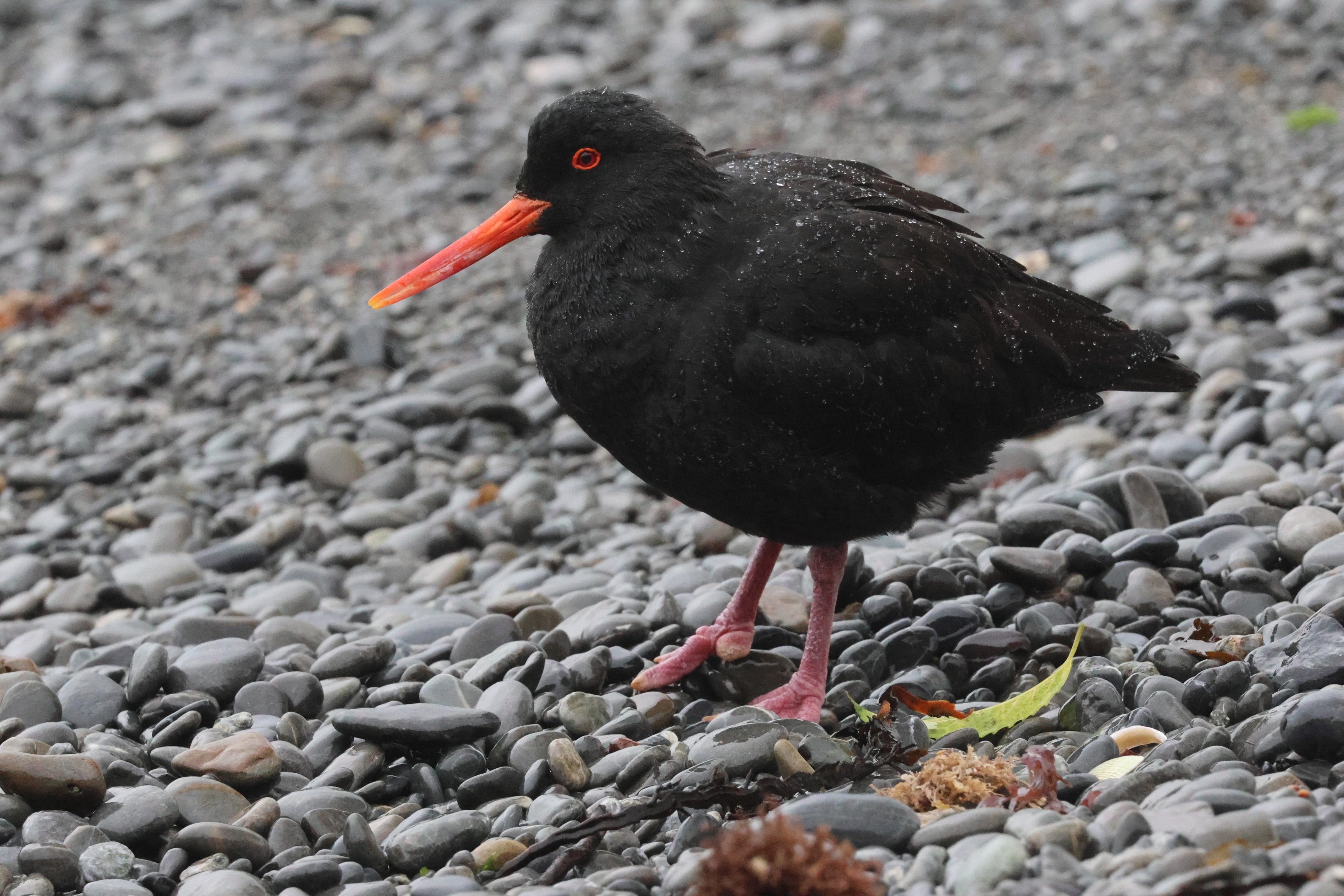 Variable Oystercatcher (Haematopus unicolor), Pencarrow Coast Road (Lower Hutt, Wellington)