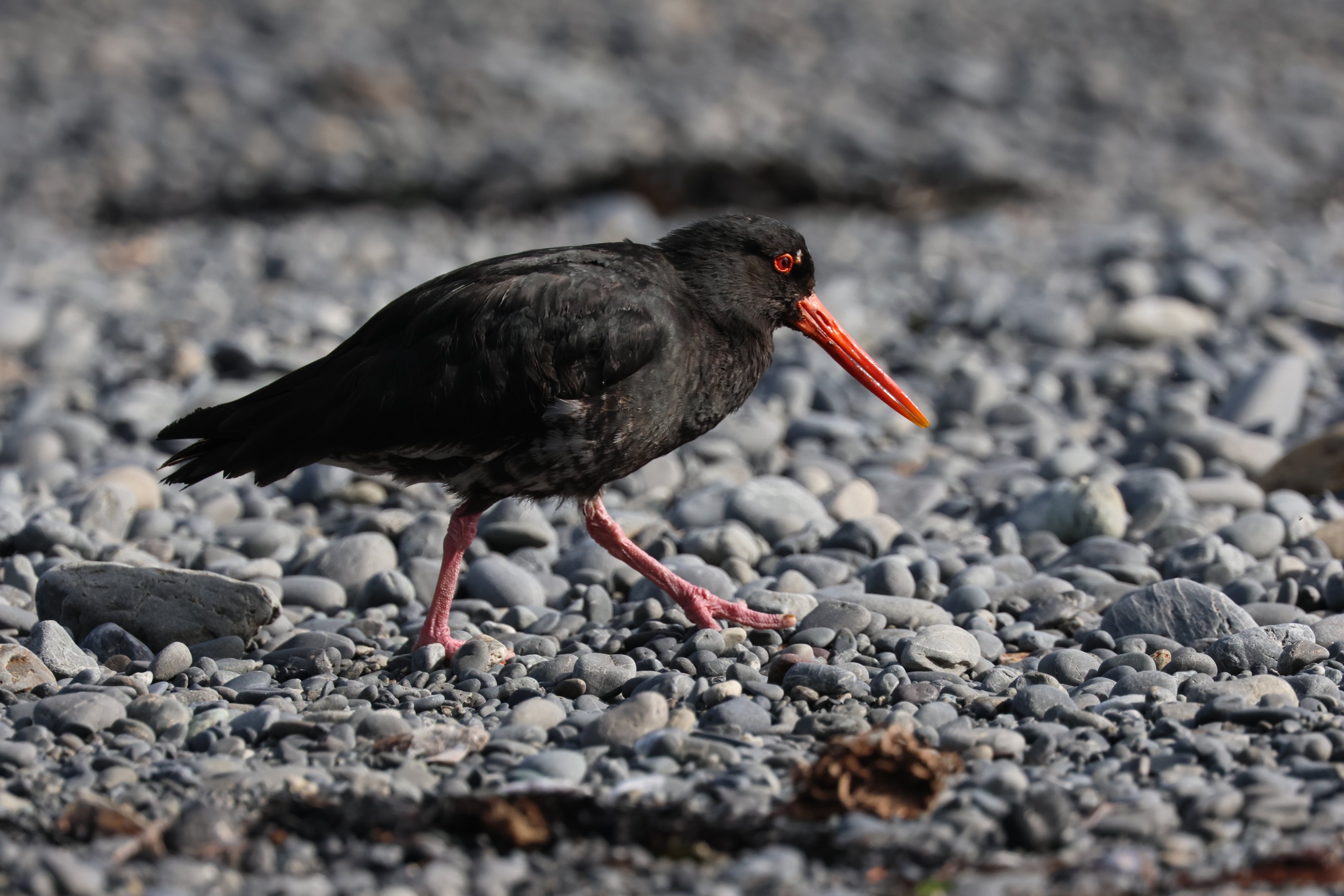 Variable Oystercatcher (Haematopus unicolor), Pencarrow Coast Road (Lower Hutt, Wellington)