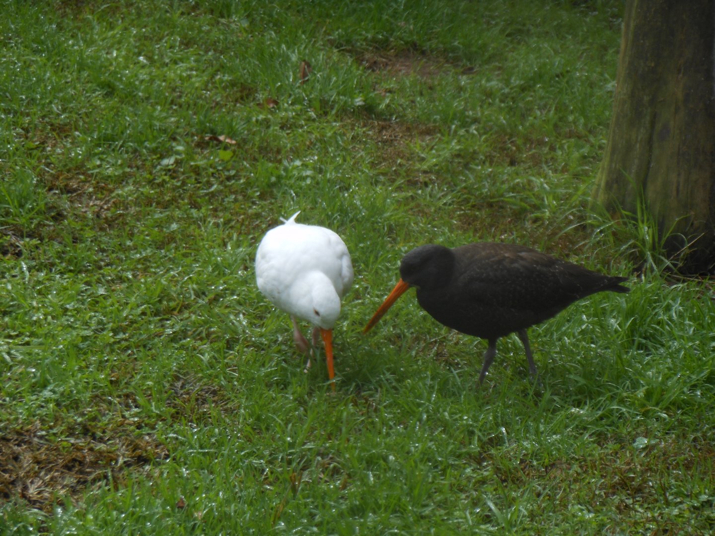 Variable Oystercatcher (Haematopus unicolor)