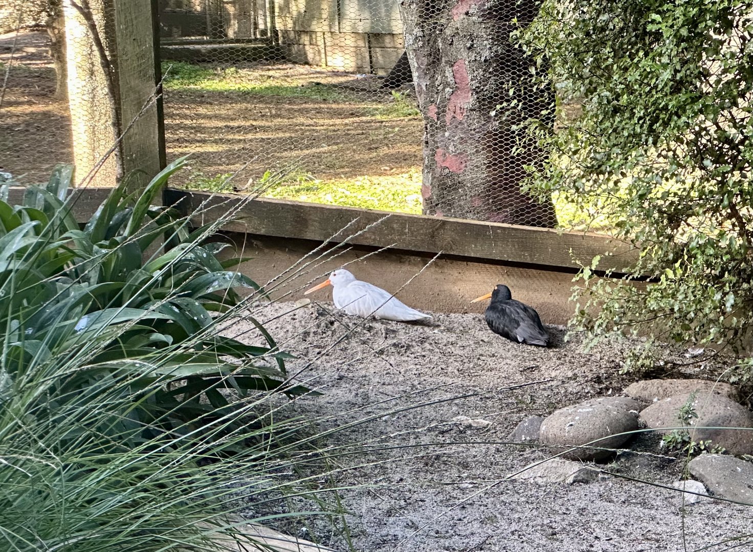 Variable oystercatcher (Haematopus unicolor)