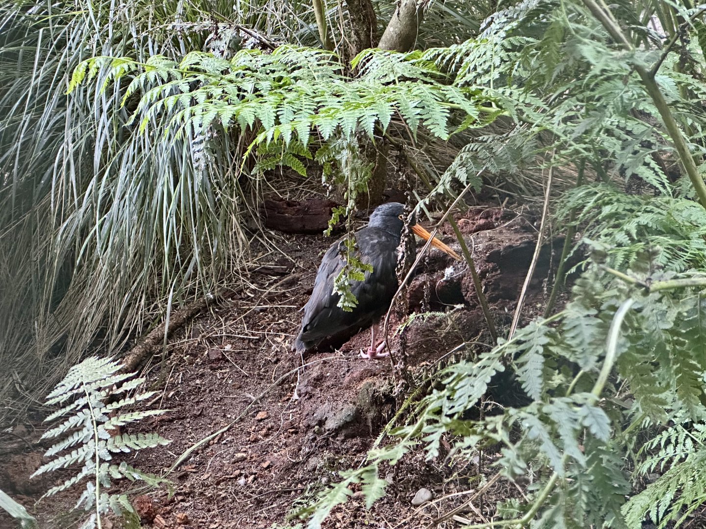 Variable oystercatcher (Haematopus unicolor)