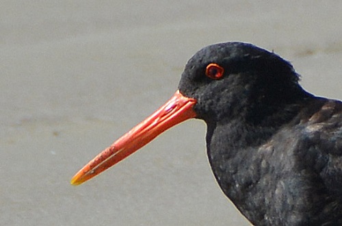 Variable oystercatcher portrait.  (black oystercatcher).