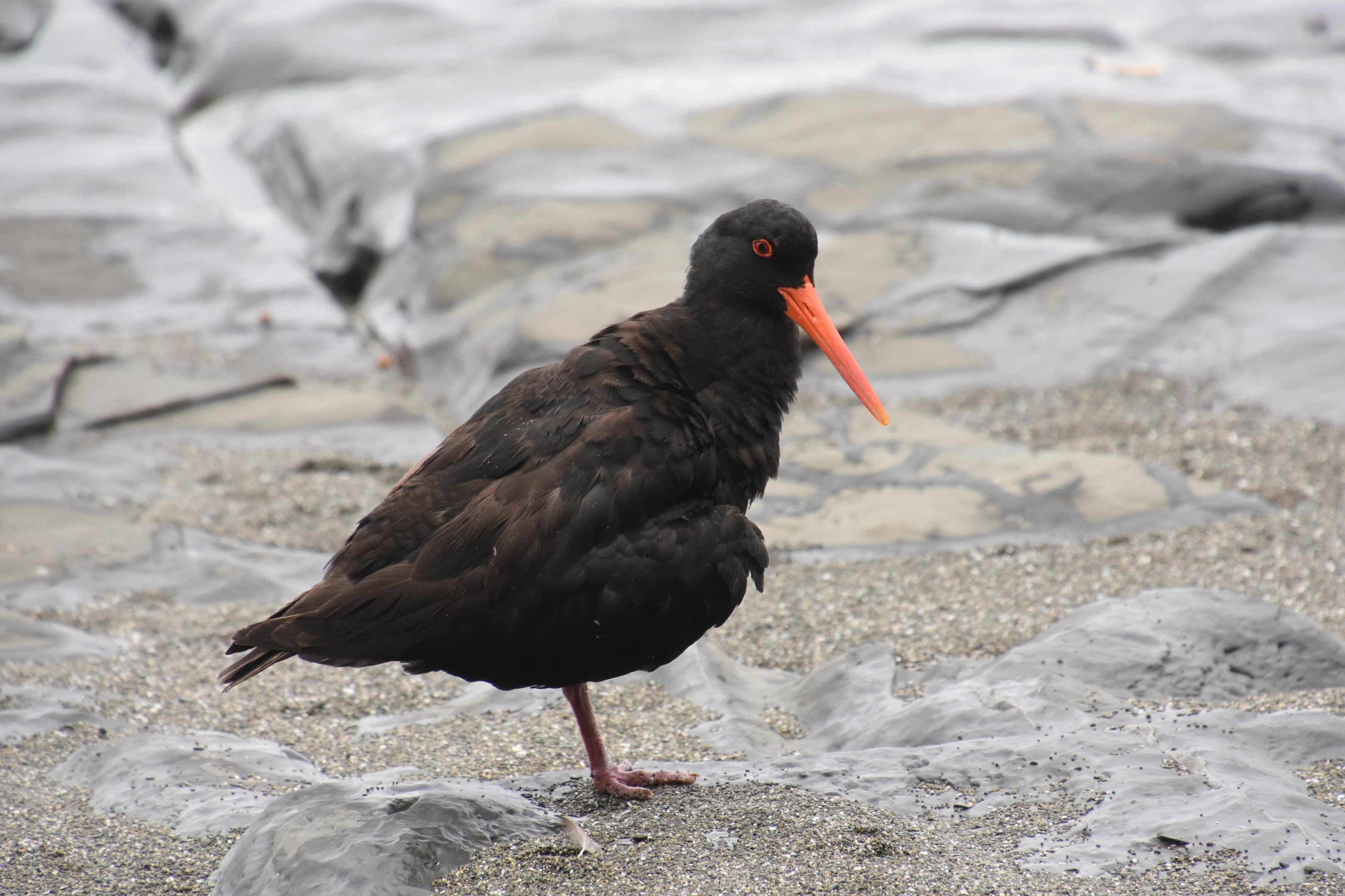 Variable oystercatcher