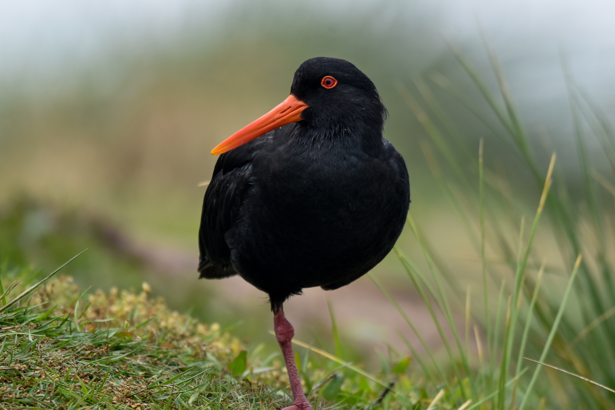 Variable Oystercatcher