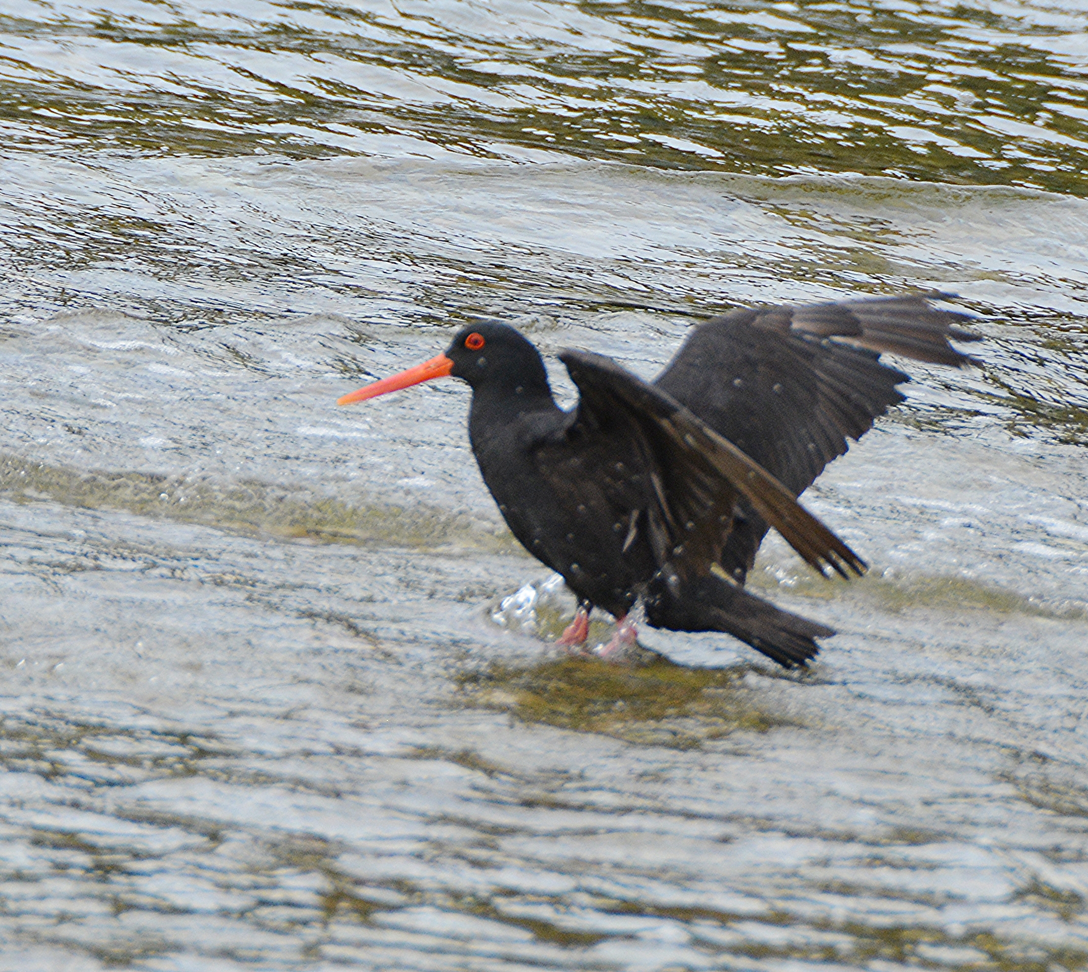 Variable Oystercatcher