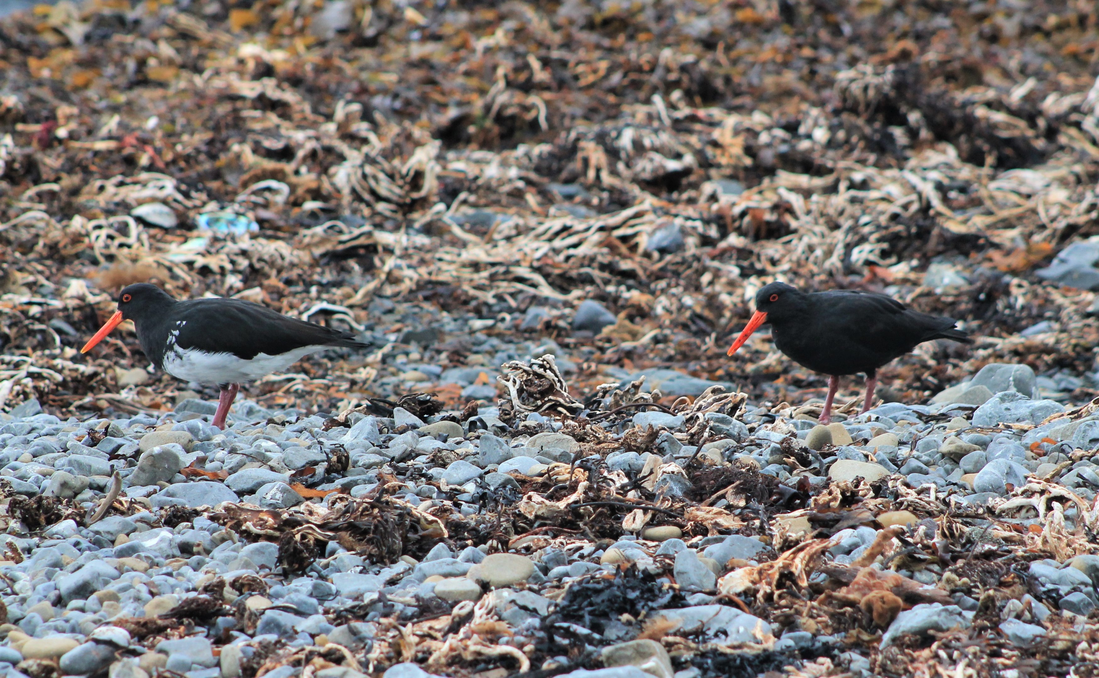 Variable Oystercatchers (Haematopus unicolor)