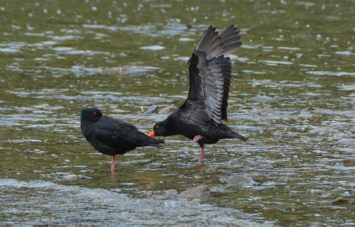 Variable oystercatchers