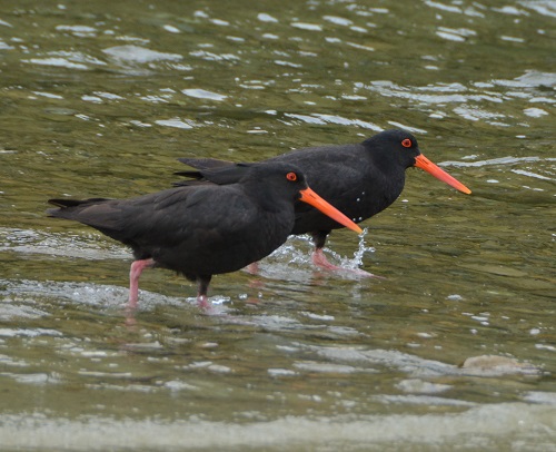 Variable oystercatchers