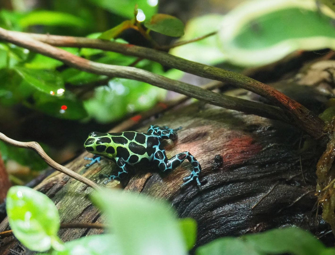 Variable poison dart frog (Ranitomeya variabilis), 2023-04-08