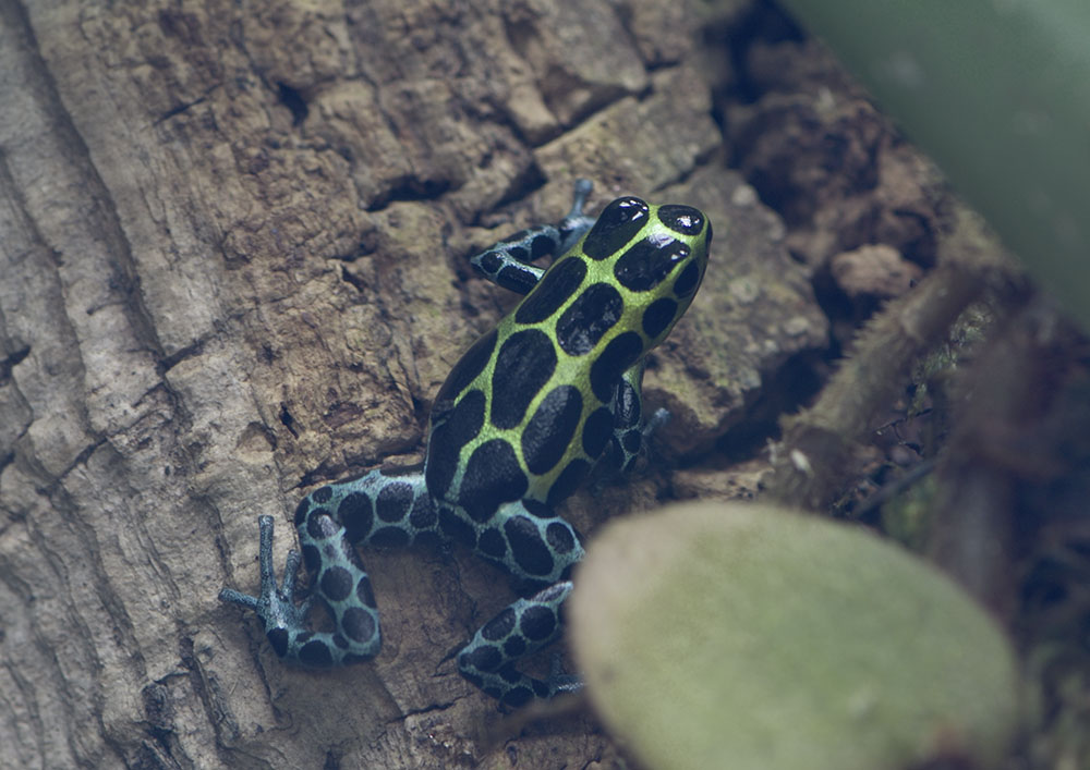 Variable poison dart frog