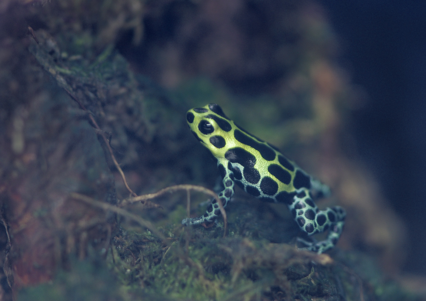 Variable poison dart frog