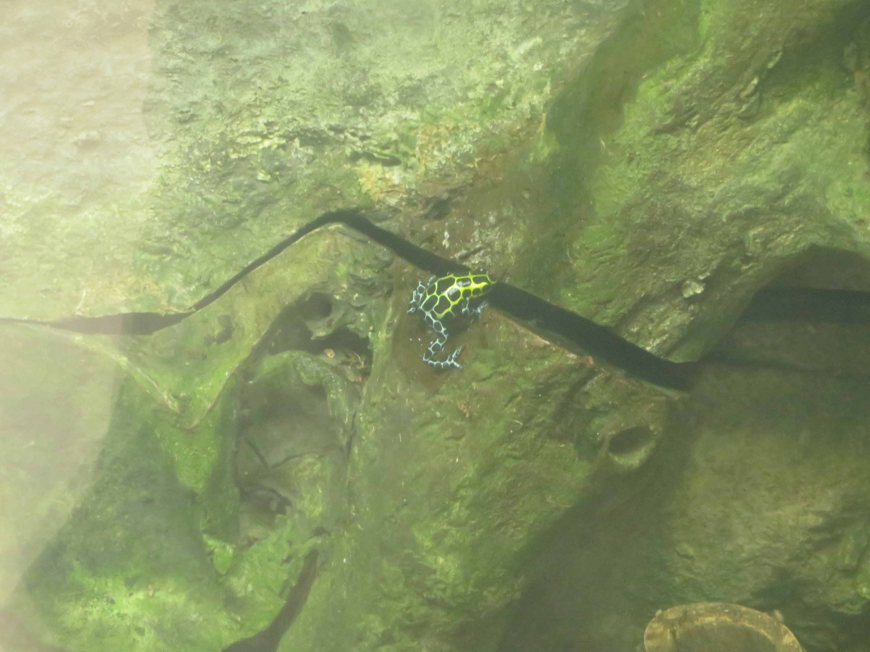 Variable Poison Dart Frog