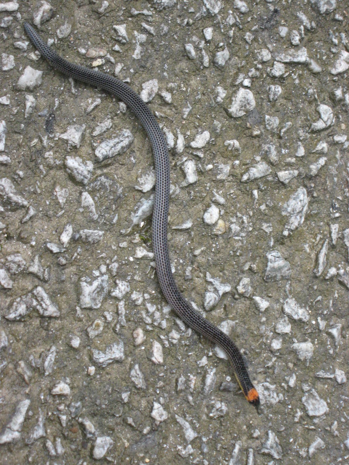 variable reed snake (Calamaria lumbricoidea)