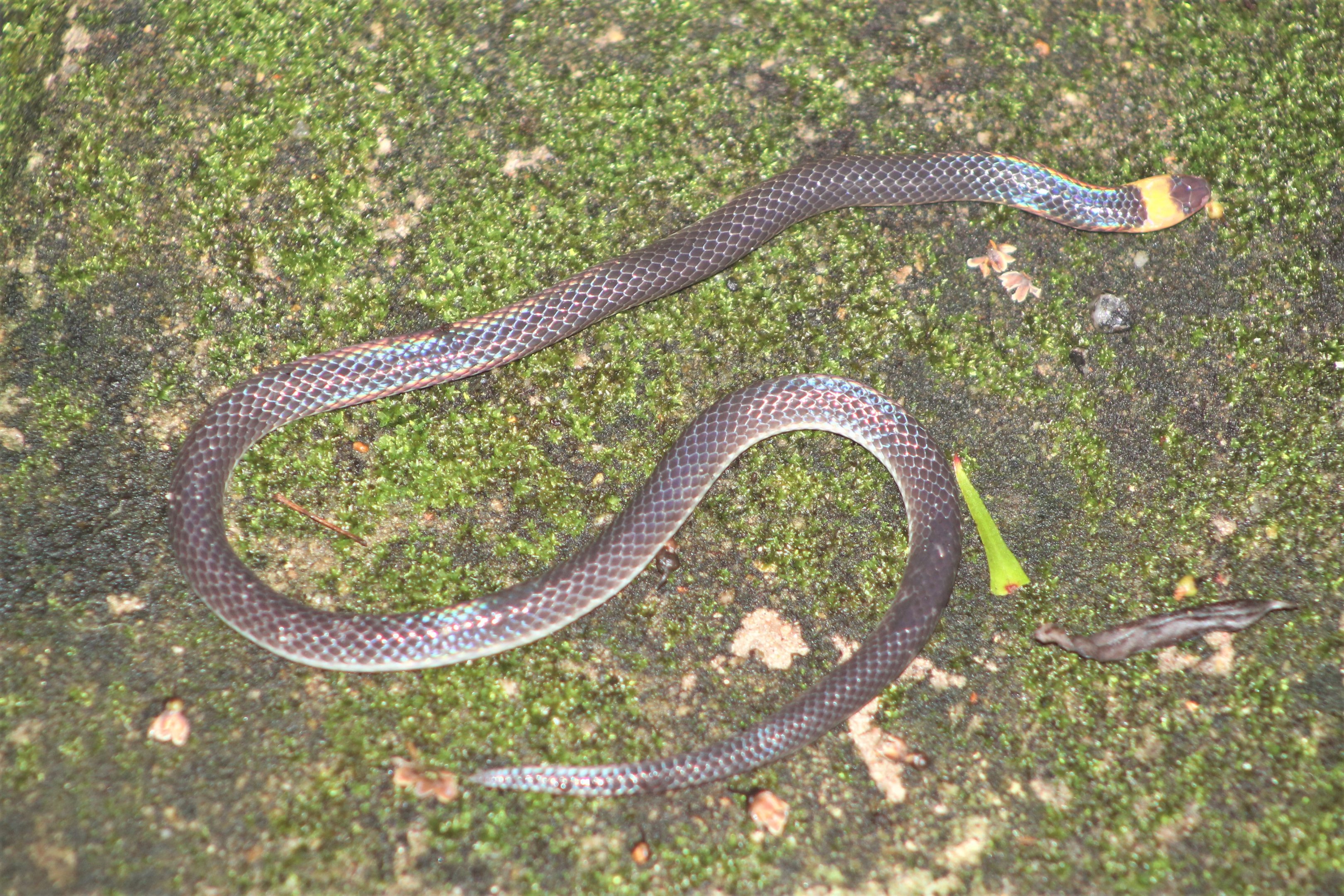 Variable Reed Snake (Calamaria lumbricoidea)