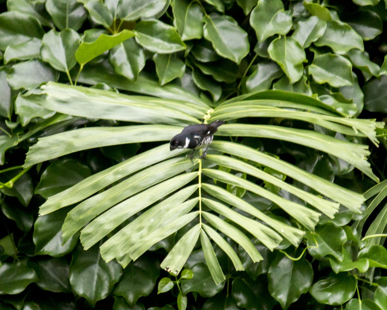 Variable seedeater, Sporophila corvina