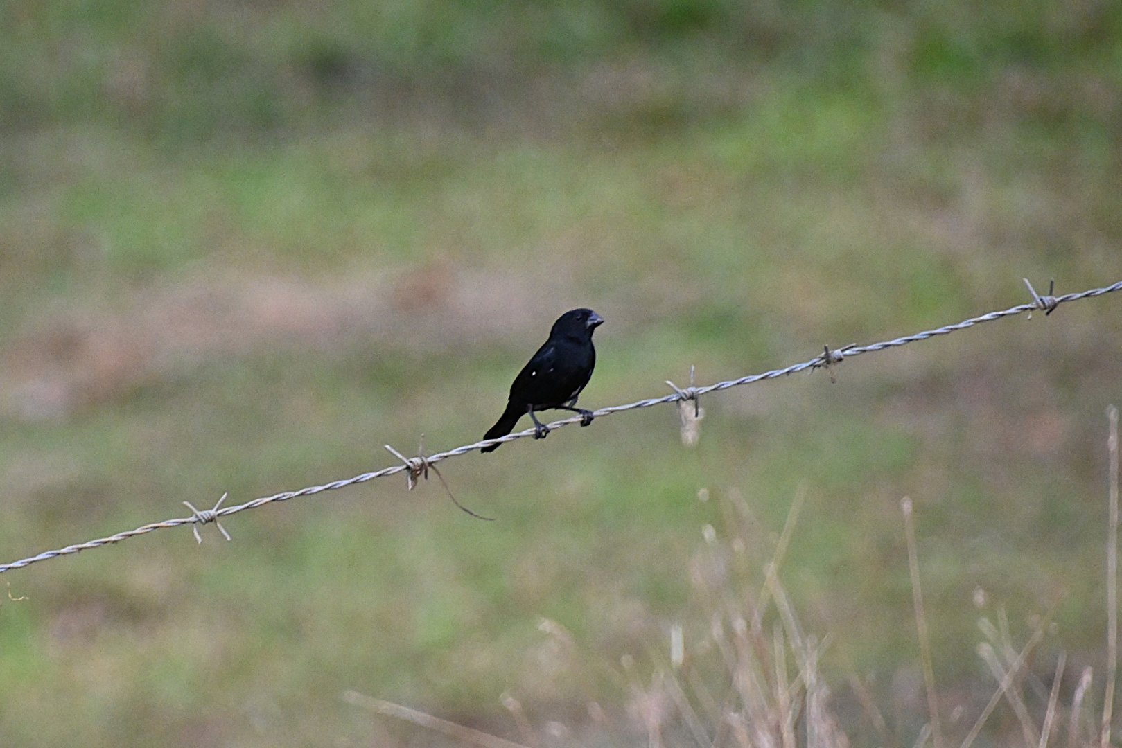 Variable Seedeater (Sporophila corvina)