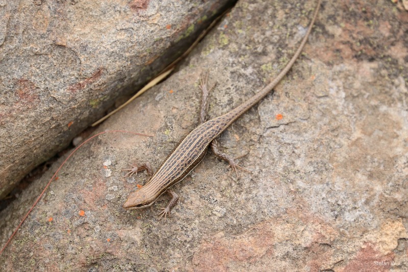 variable skink (Trachylepis varia)