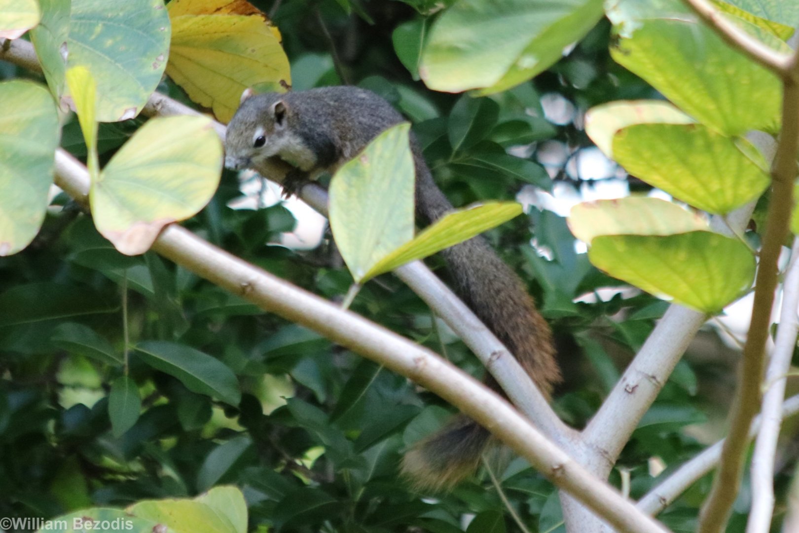 Variable Squirrel - Bangkok