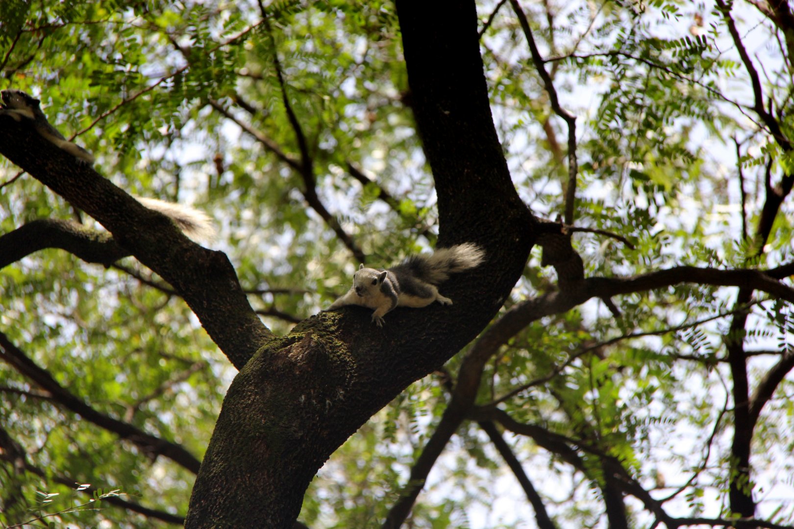 Variable squirrel (Callosciurus finlaysonii bocourti)