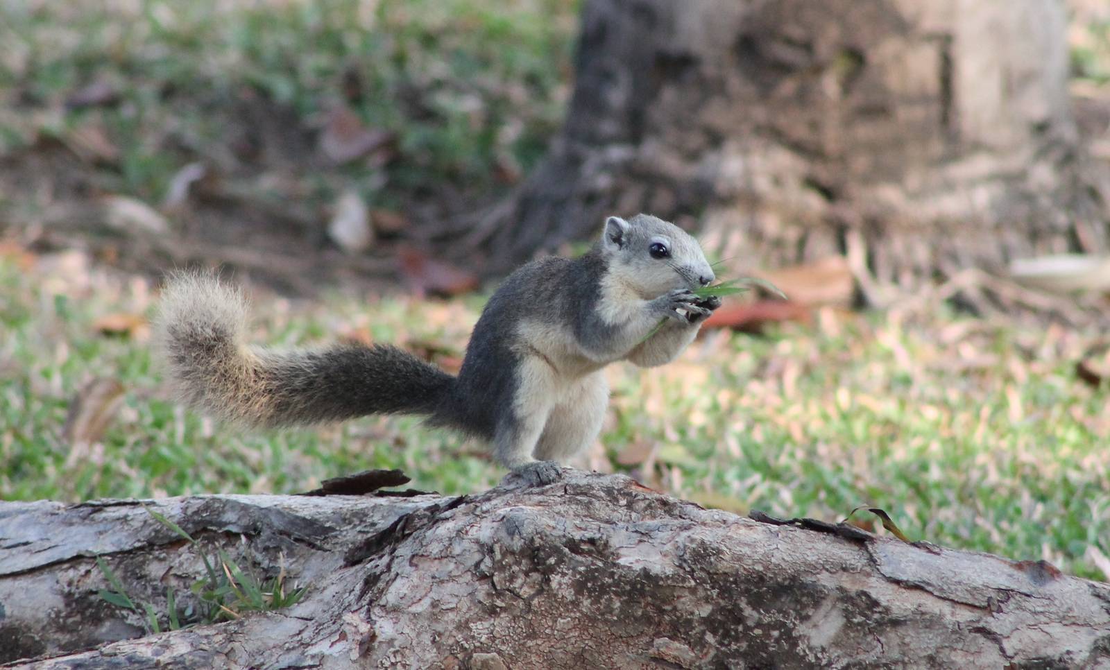 variable squirrel (Callosciurus finlaysonii)