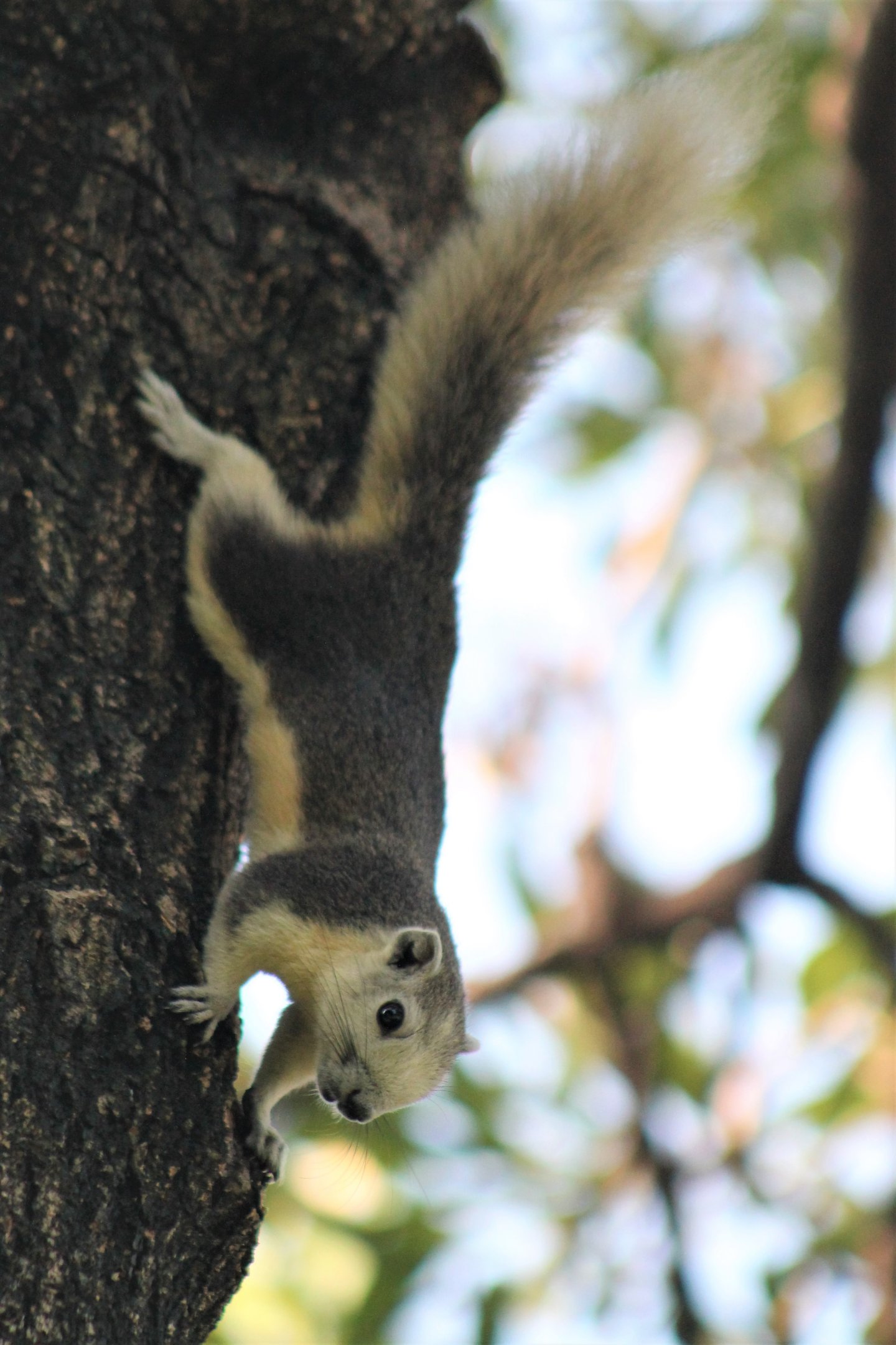 Variable Squirrel (Callosciurus finlaysonii)