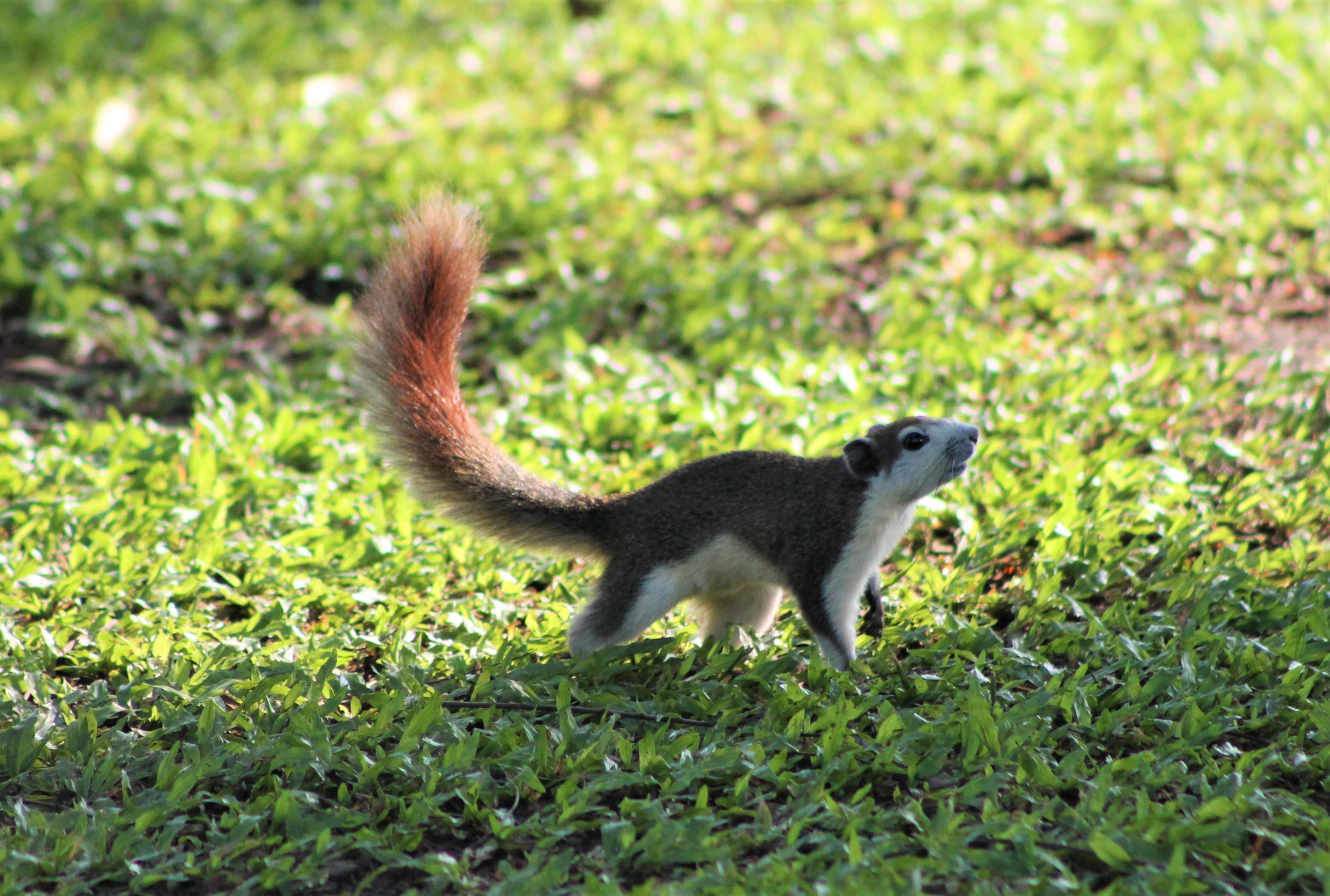 Variable Squirrel (Callosciurus finlaysonii)