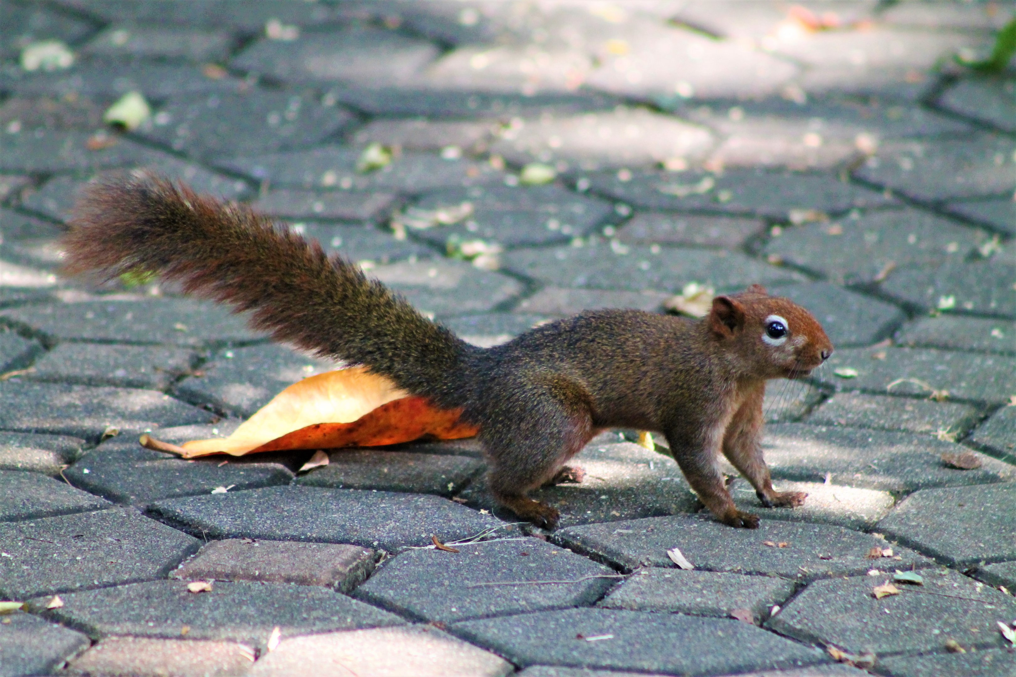 Variable Squirrel (Callosciurus finlaysonii)