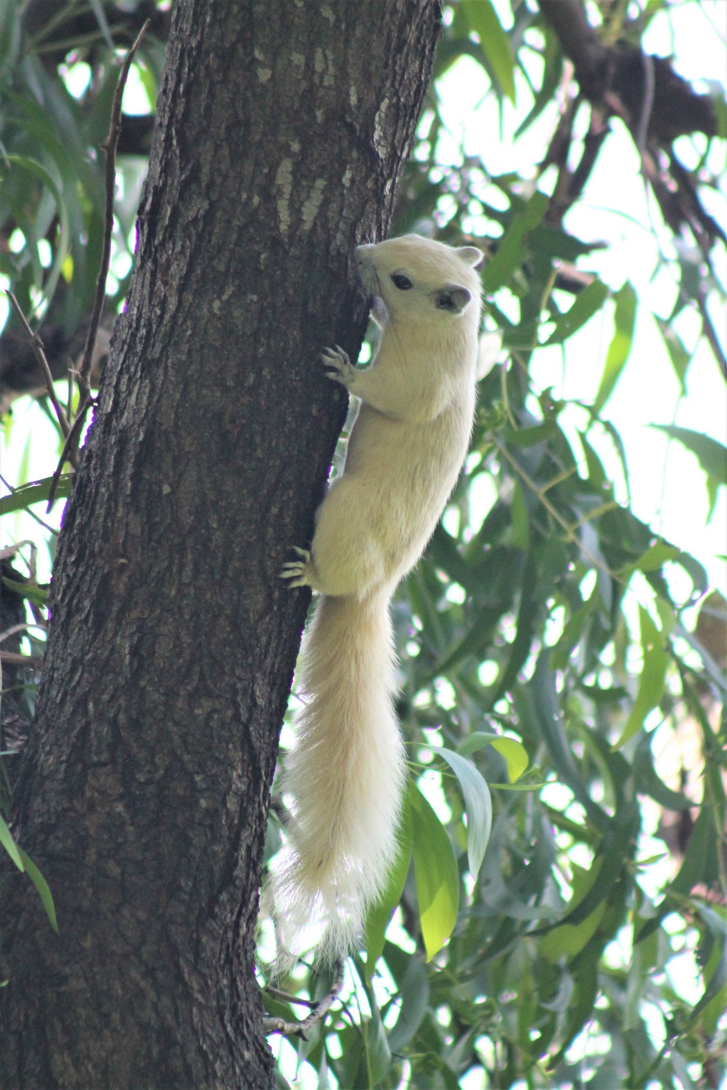 Variable Squirrel (Callosciurus finlaysonii)