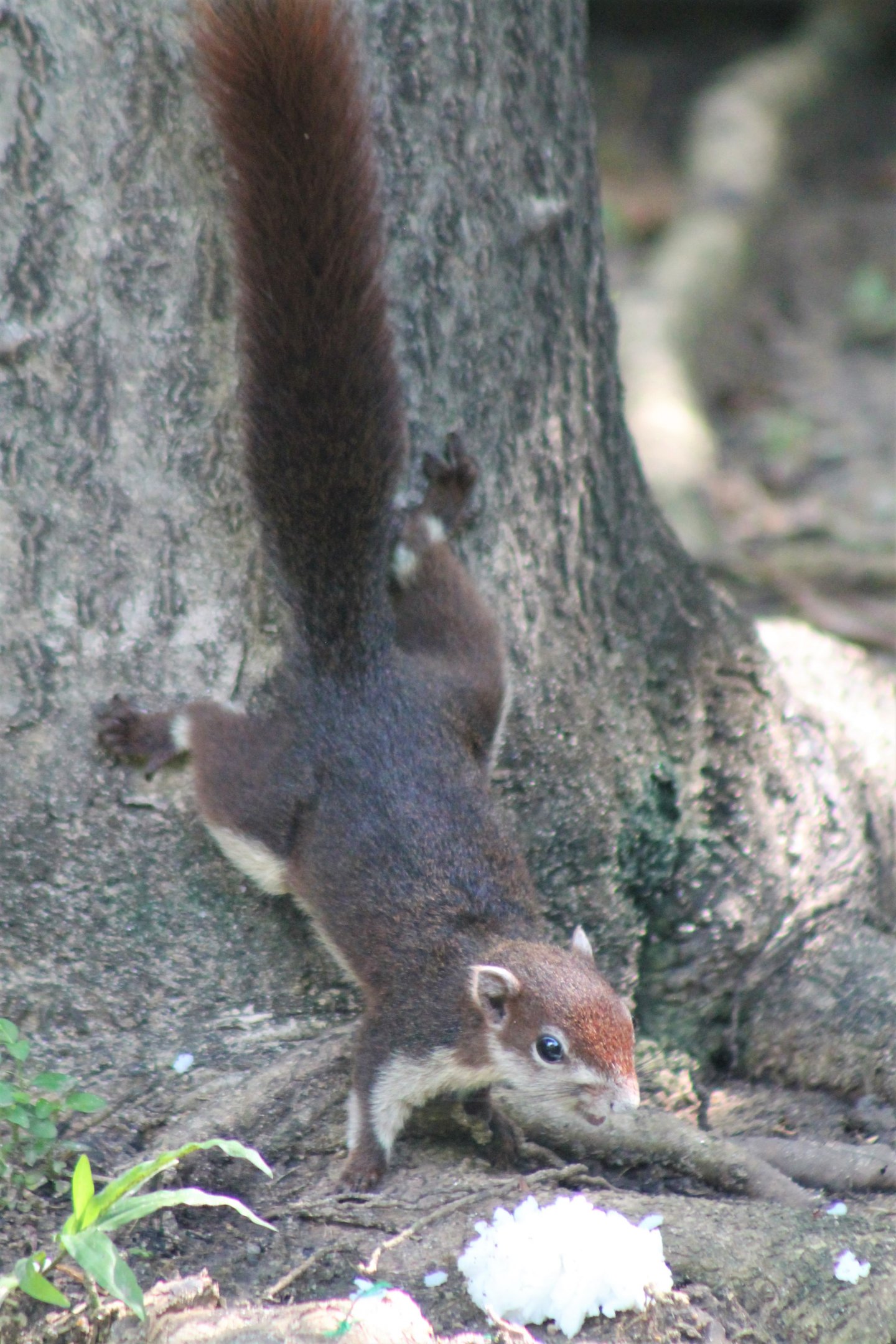 Variable Squirrel (Callosciurus finlaysonii)