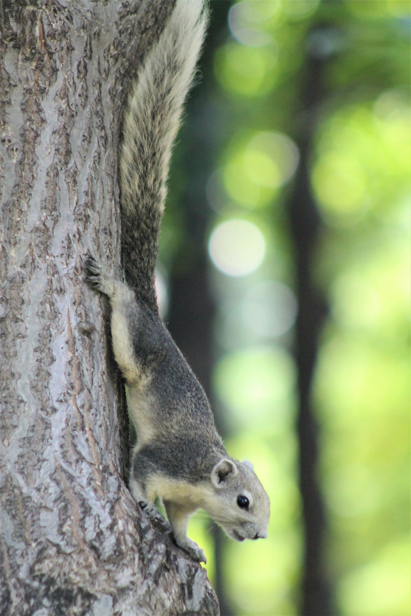 Variable Squirrel (Callosciurus finlaysonii)