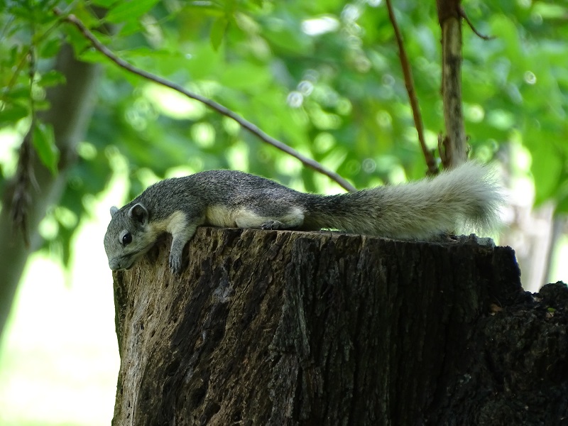 Variable squirrel (Callosciurus finlaysonii)
