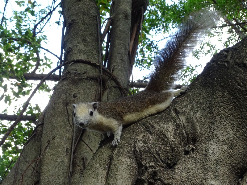 Variable squirrel (Callosciurus finlaysonii)