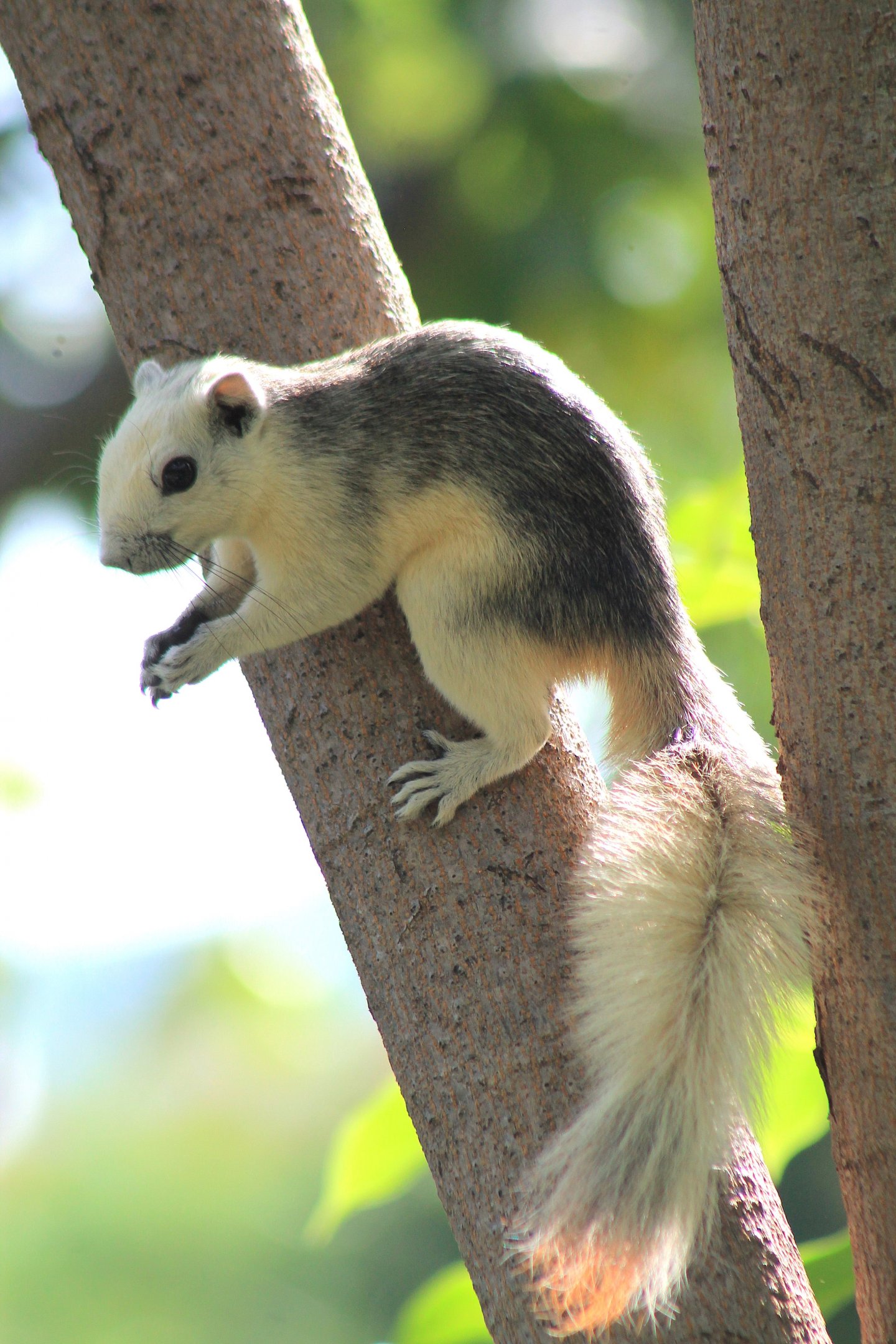 Variable Squirrel (Callosciurus finlaysonii)