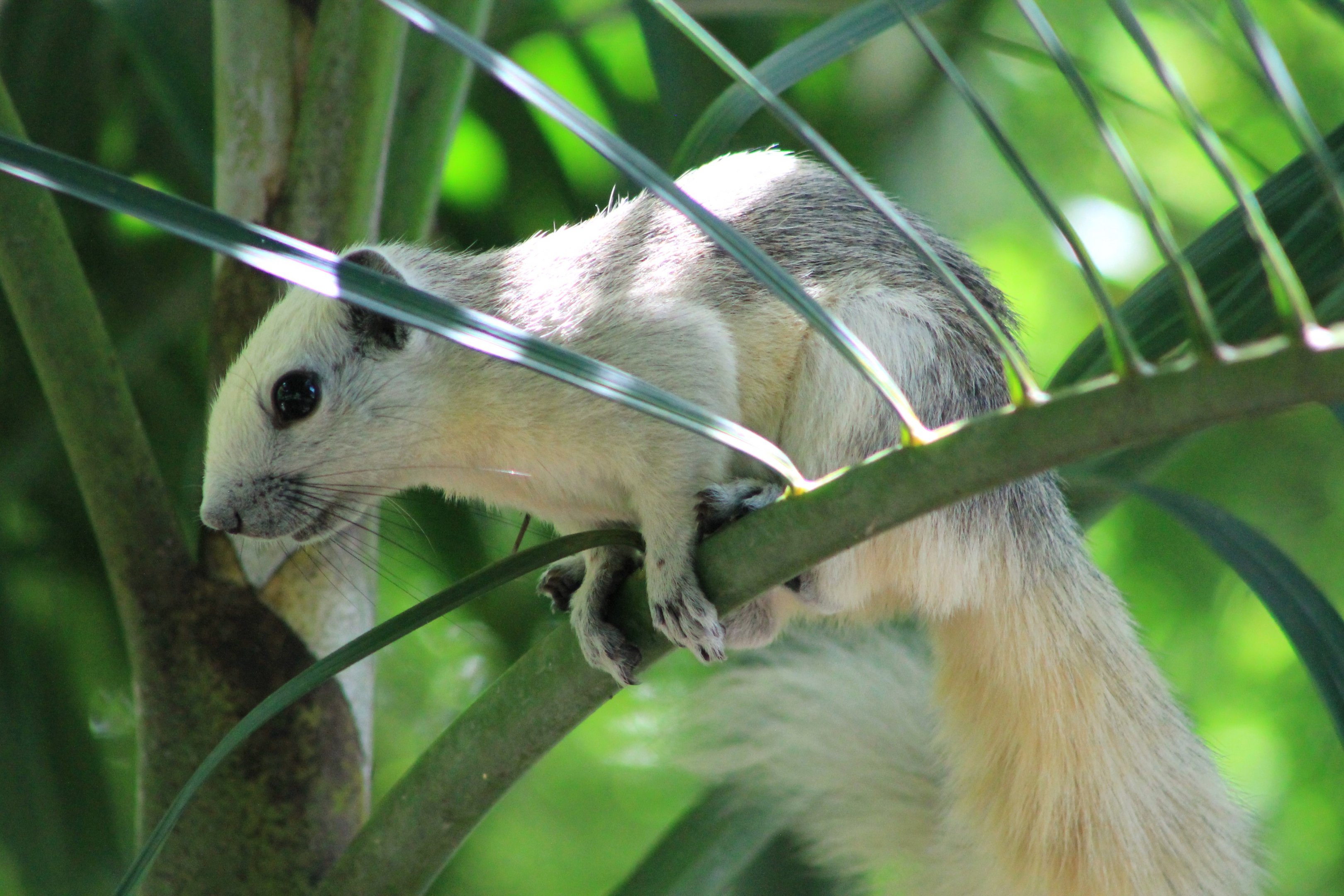 Variable Squirrel (Callosciurus finlaysonii)