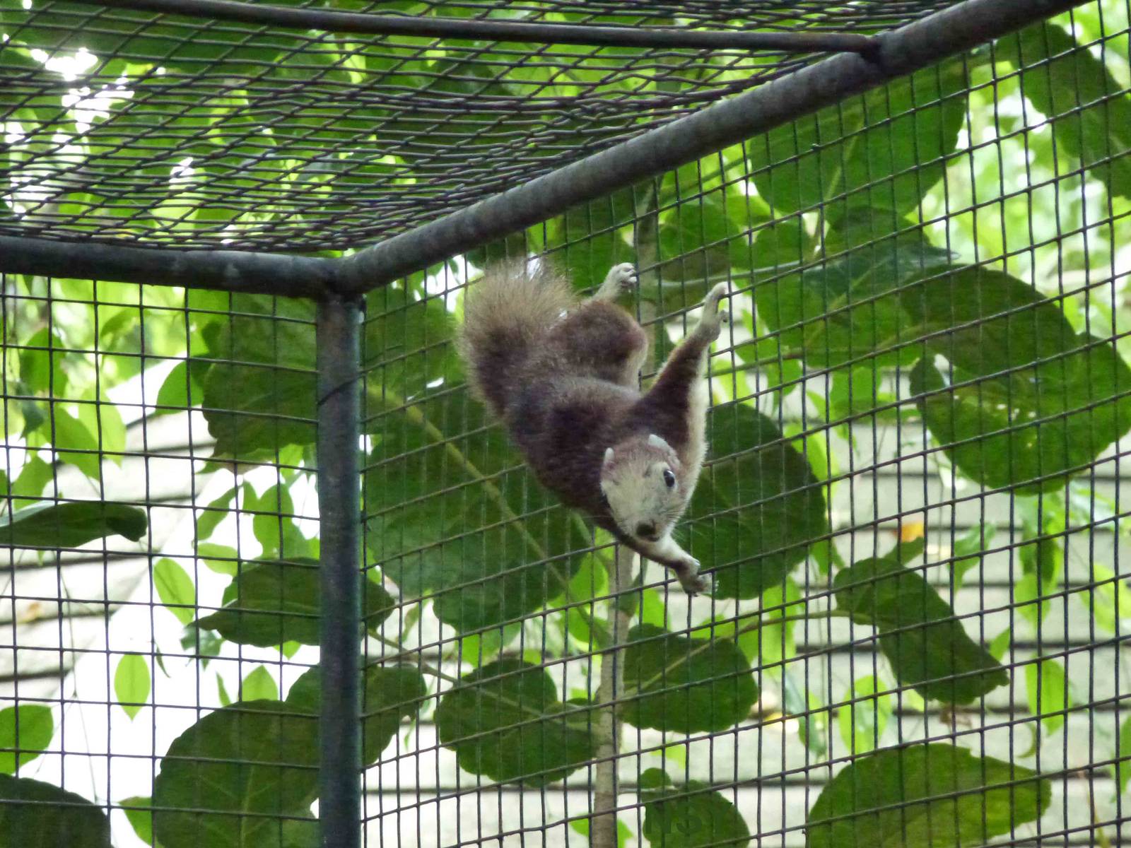 Variable squirrel, June 2013.
