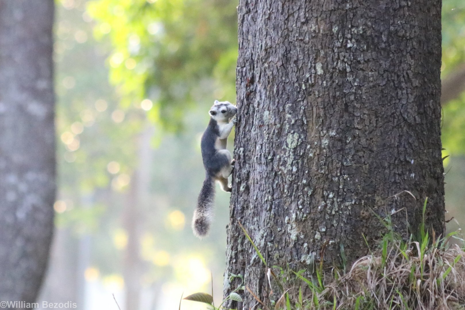 Variable Squirrel - Khao Yai National Park