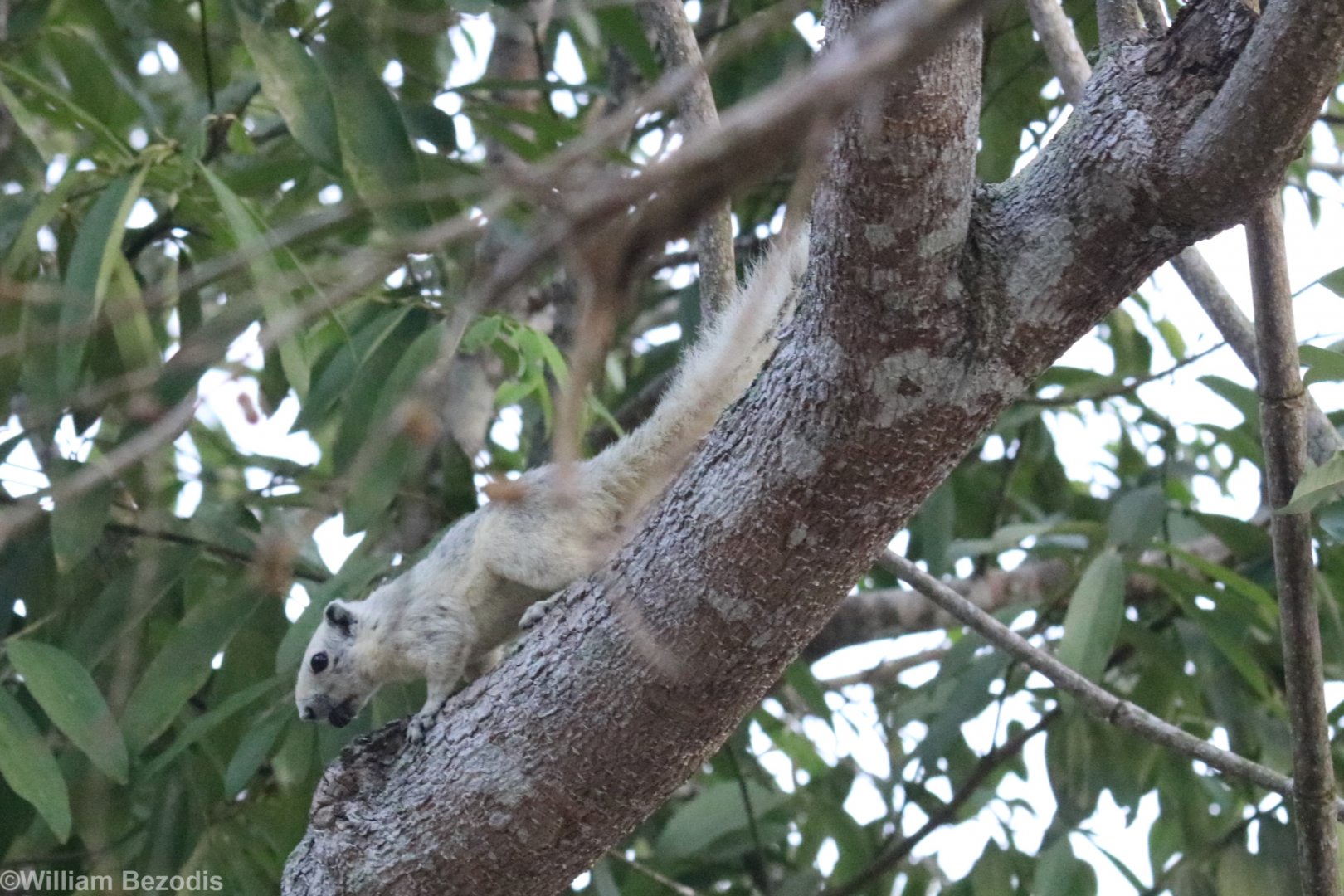 Variable Squirrel - Khao Yai National Park
