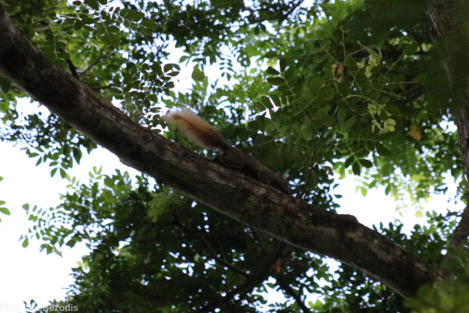 Variable Squirrel, subspecies? - Bang Pra Non-hunting Area