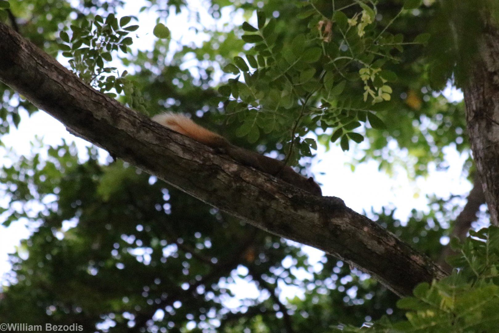 Variable Squirrel, subspecies? - Bang Pra Non-hunting Area