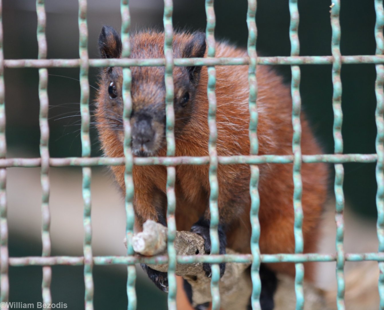 Variable Squirrel (?)