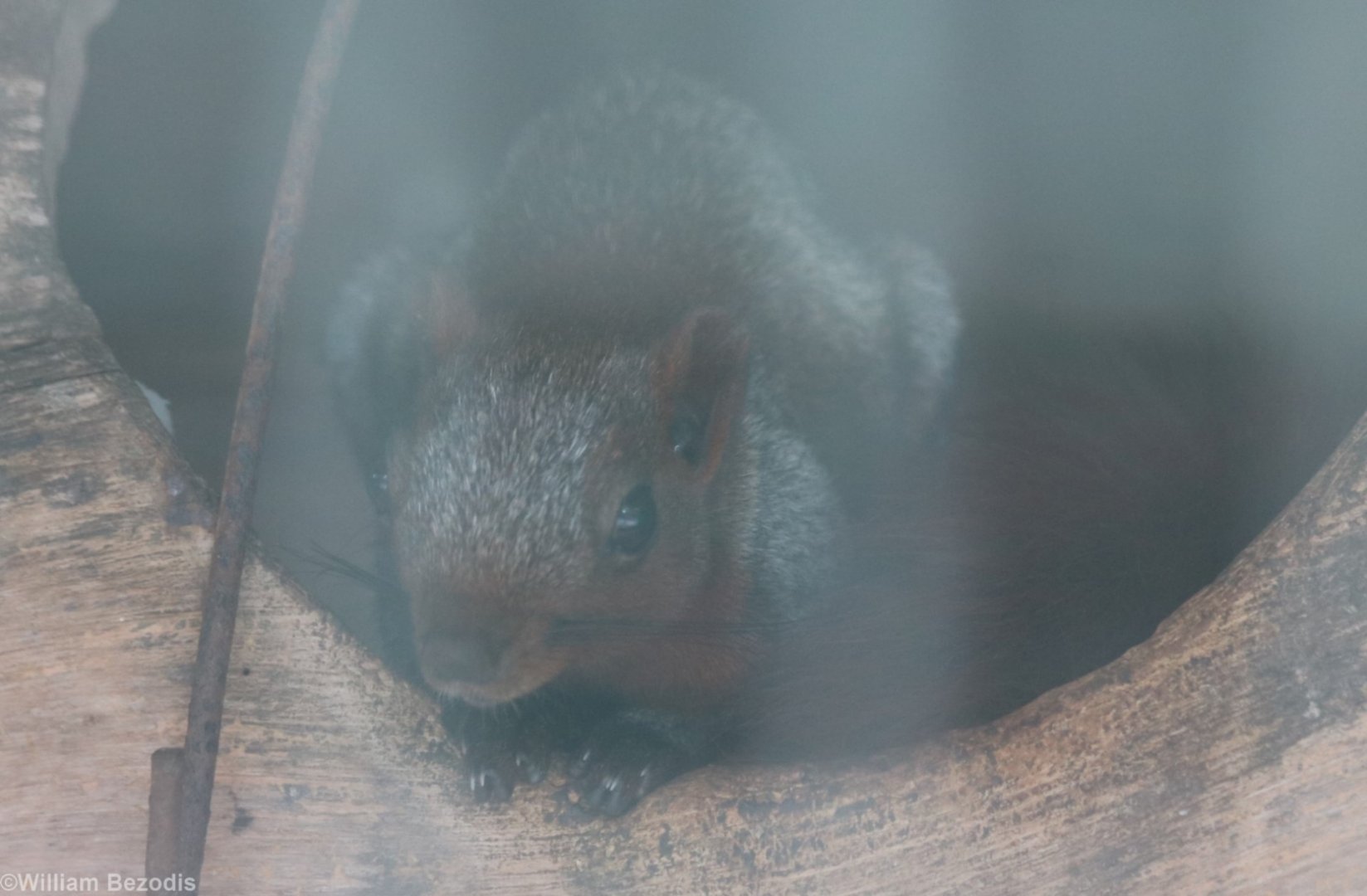 Variable Squirrel (?)